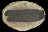 Fossil Neuropteris Seed Fern (Pos/Neg) - Mazon Creek #89923-1